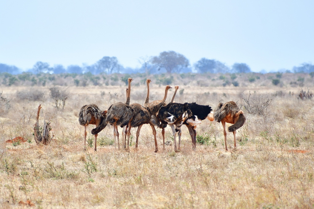 Tsavo East National Park